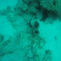diving red sea